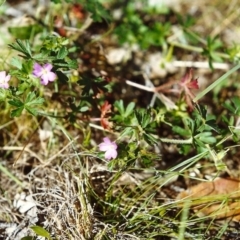 Geranium sp. (Geranium) at Conder, ACT - 30 Oct 1999 by michaelb