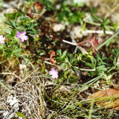 Geranium (genus) (Geranium) at Conder, ACT - 31 Oct 1999 by MichaelBedingfield