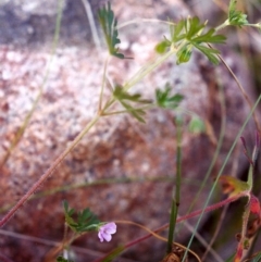 Geranium (genus) (Geranium) at Conder, ACT - 1 Dec 2000 by MichaelBedingfield