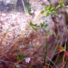 Geranium sp. (Geranium) at Conder, ACT - 30 Nov 2000 by michaelb