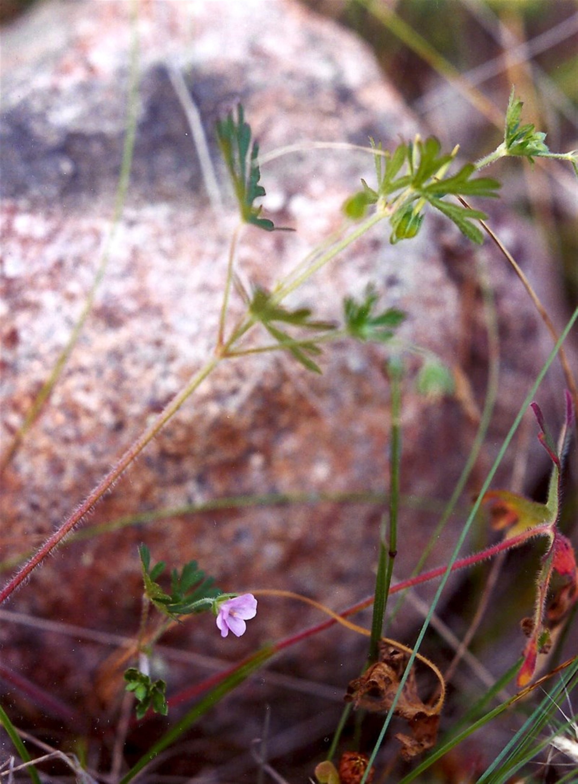 Geranium (genus) at Conder, ACT - 1 Dec 2000 12:00 AM