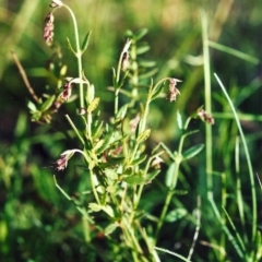 Gonocarpus tetragynus (Common Raspwort) at Theodore, ACT - 31 Oct 2001 by michaelb