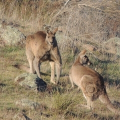 Macropus giganteus (Eastern Grey Kangaroo) at Coombs, ACT - 17 Sep 2017 by MichaelBedingfield