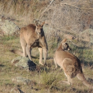 Macropus giganteus at Molonglo River Reserve - 17 Sep 2017 06:30 PM