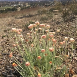 Leucochrysum albicans subsp. tricolor at Chisholm, ACT - 22 Sep 2017