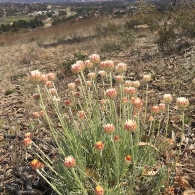 Leucochrysum albicans subsp. tricolor (Hoary Sunray) at Chisholm, ACT - 22 Sep 2017 by TobiasHayashi