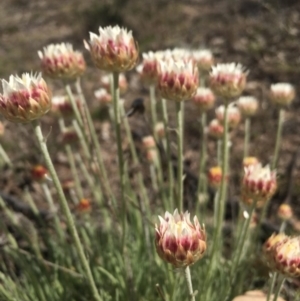 Leucochrysum albicans subsp. tricolor at Chisholm, ACT - 22 Sep 2017