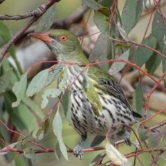 Oriolus sagittatus (Olive-backed Oriole) at Red Hill, ACT - 22 Sep 2017 by roymcd