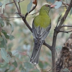 Oriolus sagittatus at Red Hill, ACT - 22 Sep 2017