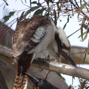 Dacelo novaeguineae at Garran, ACT - 22 Sep 2017 10:38 AM