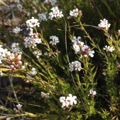 Leucopogon virgatus (Common Beard-heath) at Little Taylor Grasslands - 21 Sep 2017 by RosemaryRoth