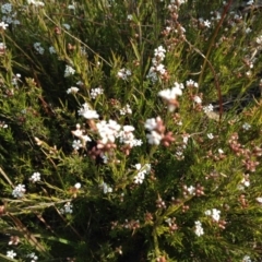 Leucopogon virgatus at Kambah, ACT - 21 Sep 2017 03:37 PM