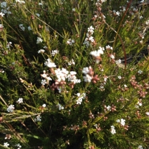 Leucopogon virgatus at Kambah, ACT - 21 Sep 2017