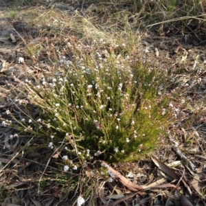 Leucopogon virgatus at Kambah, ACT - 21 Sep 2017