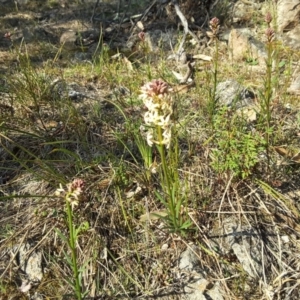 Stackhousia monogyna at Isaacs Ridge - 22 Sep 2017 04:32 PM