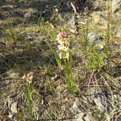 Stackhousia monogyna (Creamy Candles) at Isaacs Ridge - 22 Sep 2017 by Mike