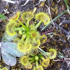 Drosera gunniana (Pale Sundew) at Isaacs, ACT - 22 Sep 2017 by Mike