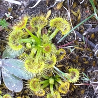 Drosera gunniana (Pale Sundew) at Isaacs, ACT - 22 Sep 2017 by Mike