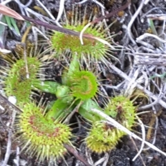 Drosera gunniana at Isaacs, ACT - 22 Sep 2017