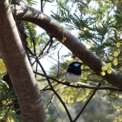 Malurus cyaneus (Superb Fairywren) at Fyshwick, ACT - 22 Sep 2017 by AaronClausen