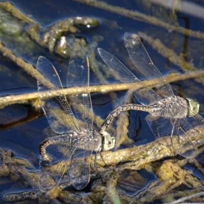 Anax papuensis (Australian Emperor) at Jerrabomberra Wetlands - 22 Sep 2017 by AaronClausen