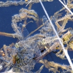 Anax papuensis at Fyshwick, ACT - 22 Sep 2017 04:26 PM