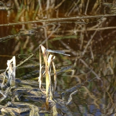 Austrolestes leda (Wandering Ringtail) at Jerrabomberra Wetlands - 22 Sep 2017 by AaronClausen