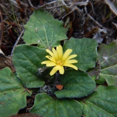 Cymbonotus sp. (preissianus or lawsonianus) (Bears Ears) at Mount Painter - 21 Sep 2017 by CathB