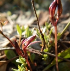 Cyrtostylis reniformis (Common Gnat Orchid) at Aranda, ACT - 21 Sep 2017 by CathB