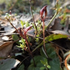 Cyrtostylis reniformis at suppressed - 21 Sep 2017