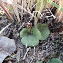 Cyrtostylis reniformis at suppressed - 21 Sep 2017