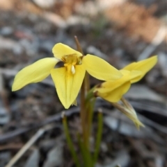 Diuris chryseopsis (Golden Moth) at Belconnen, ACT - 21 Sep 2017 by CathB