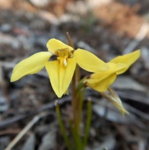 Diuris chryseopsis at Belconnen, ACT - suppressed