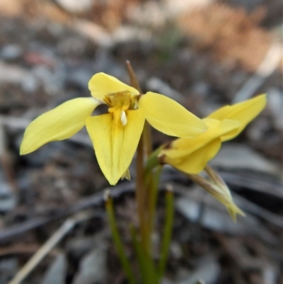 Diuris chryseopsis (Golden Moth) at Belconnen, ACT - 21 Sep 2017 by CathB