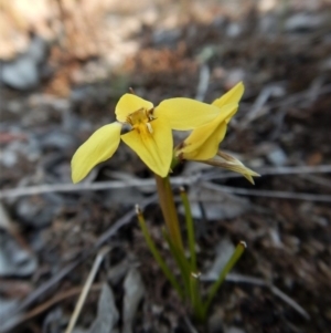 Diuris chryseopsis at Belconnen, ACT - suppressed