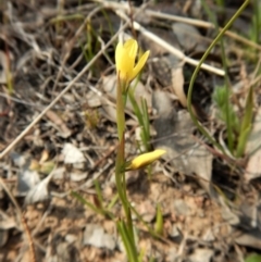 Diuris chryseopsis (Golden Moth) at Belconnen, ACT - 21 Sep 2017 by CathB