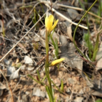 Diuris chryseopsis (Golden Moth) at Mount Painter - 21 Sep 2017 by CathB