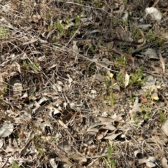 Diuris chryseopsis at Belconnen, ACT - 21 Sep 2017