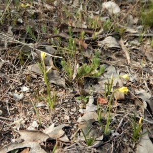 Diuris chryseopsis at Belconnen, ACT - 21 Sep 2017