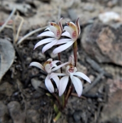 Caladenia fuscata (Dusky Fingers) at Belconnen, ACT - 21 Sep 2017 by CathB