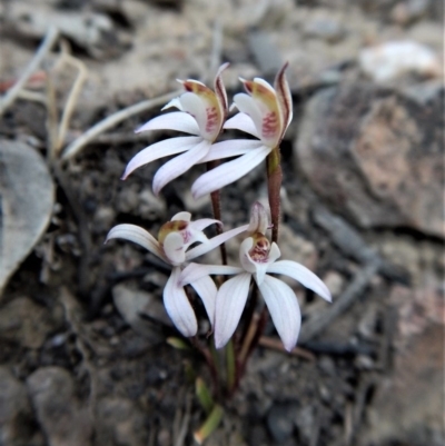 Caladenia fuscata (Dusky Fingers) at Belconnen, ACT - 21 Sep 2017 by CathB