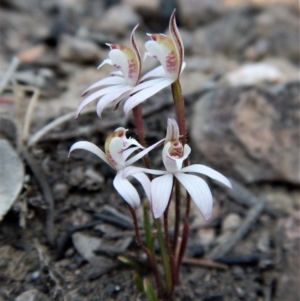 Caladenia fuscata at Belconnen, ACT - suppressed