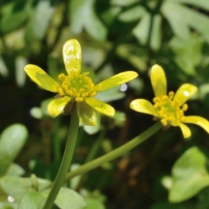 Ranunculus amphitrichus at Bolaro, NSW - 30 Nov 2017