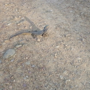 Pogona barbata at Canberra Central, ACT - 22 Sep 2017