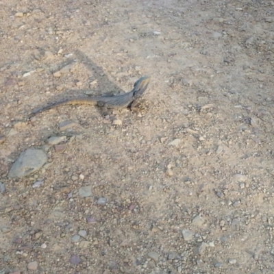 Pogona barbata (Eastern Bearded Dragon) at Black Mountain - 22 Sep 2017 by RobertD