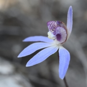 Cyanicula caerulea at Canberra Central, ACT - suppressed