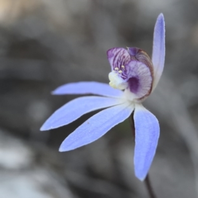 Cyanicula caerulea (Blue Fingers, Blue Fairies) at Canberra Central, ACT - 22 Sep 2017 by RobertD