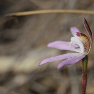 Caladenia fuscata at Canberra Central, ACT - 22 Sep 2017