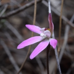 Caladenia fuscata at Canberra Central, ACT - 22 Sep 2017