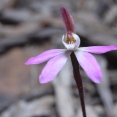 Caladenia fuscata at Canberra Central, ACT - 22 Sep 2017